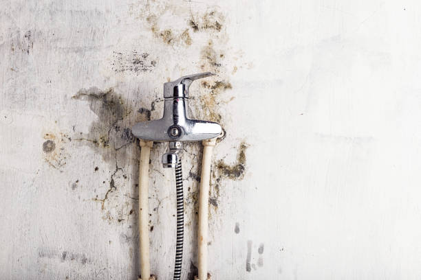 Best Black Mold Removal  in Cavalier, ND