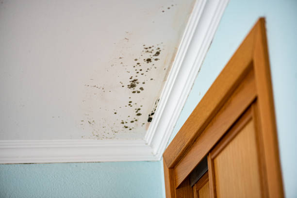 Best Emergency Mold Removal  in Cavalier, ND