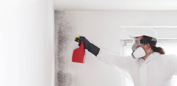 Best Home Mold Removal  in Cavalier, ND